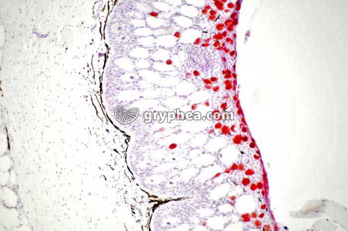 Peau de poisson x40 - gryphea.org